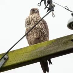 Gyrfalcon thumbnail 1