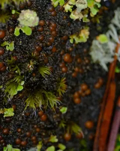 Moss Shingle Lichen thumbnail 3