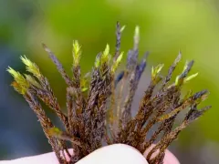 Lesser Fringe-moss thumbnail 2
