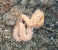 Eteone pacifica thumbnail 3