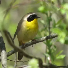 Common Yellowthroat thumbnail 2