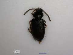 Anaedus brunneus thumbnail 2