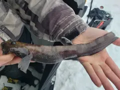 Checker Eelpout thumbnail 2