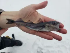 Arctic Cod thumbnail 2