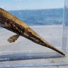 Spotted Gar thumbnail 2