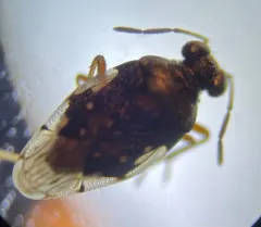 Micracanthia humilis thumbnail 4