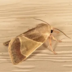 American Dun-bar Moth thumbnail 2