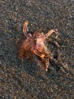 Hula Skirt Siphonophore thumbnail 3
