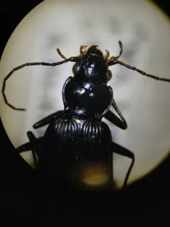 Alps Ground Beetle thumbnail 2