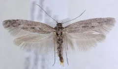 Scythris noricella thumbnail 2