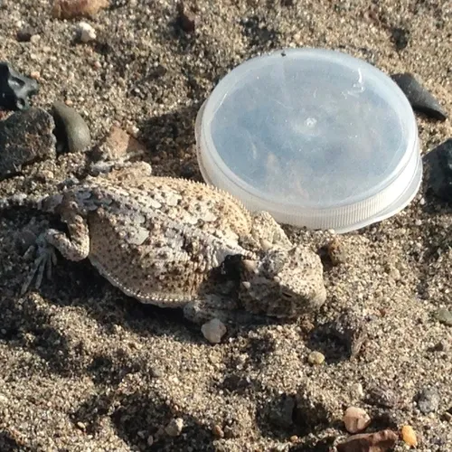 Desert Horned Lizard
