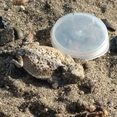 Desert Horned Lizard thumbnail 1