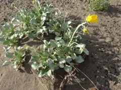 Nakedstem Sunray thumbnail 1