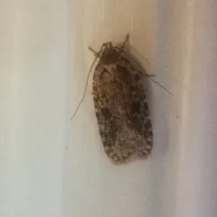 Goldenrod Leaffolder Moth thumbnail 2