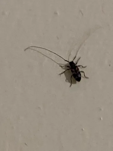 Urgleptes facetus