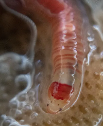 Candy-striped Polychaete