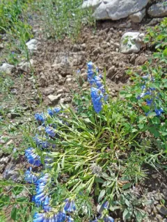 Cache beardtongue thumbnail 3