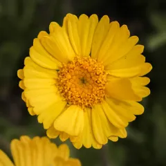 lakeside daisy thumbnail 2