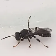 Clitemnestra bipunctata thumbnail 3