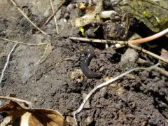 Microplana terrestris thumbnail 4