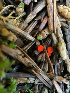 Pseudopithyella minuscula thumbnail 2