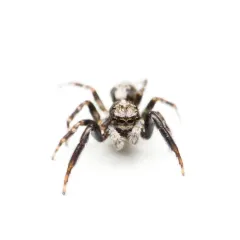 House Jumping Spider thumbnail 4