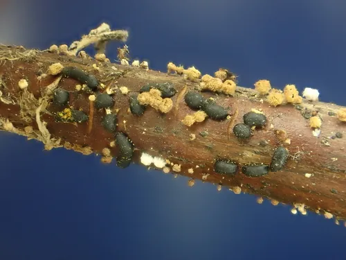 Trichia alpina