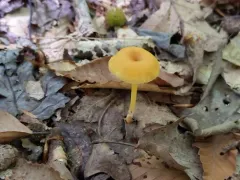 Entoloma unicolor thumbnail 2