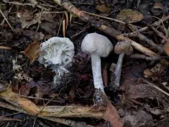 Hypomyces porphyreus thumbnail 2