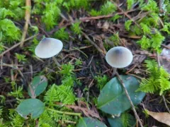 Mycena hudsoniana thumbnail 1
