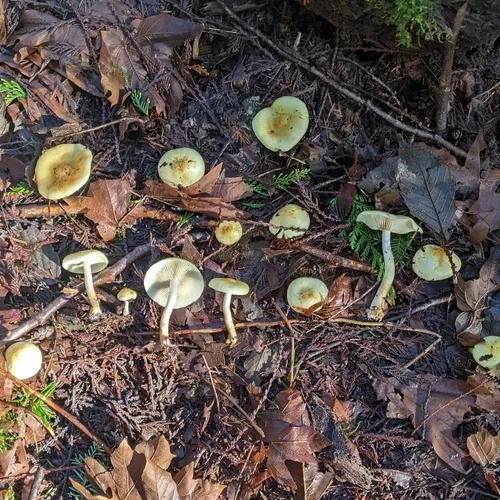 Pholiota lurida