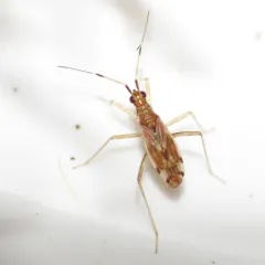 Dicyphus discrepans thumbnail 2