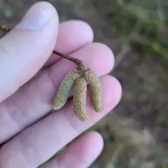 common hazel thumbnail 1