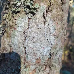 bitter wart lichen thumbnail 2