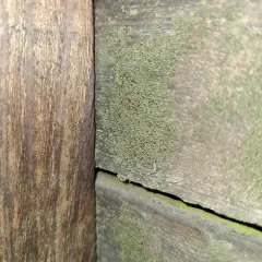 Canary Whiskers thumbnail 2