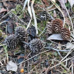 European larch thumbnail 1