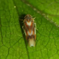 Erythridula fumida thumbnail 3