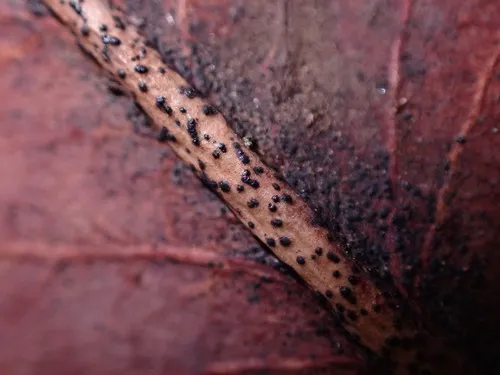 Coccomyces leptideus