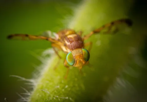 Paraterellia varipennis