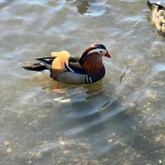 Mandarin Duck thumbnail 4