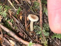 Rhizocybe rhizoides thumbnail 1