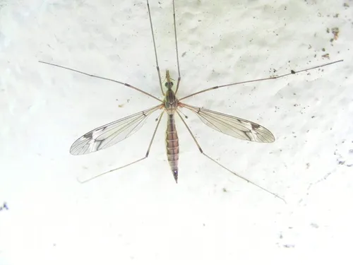Tipula praecisa