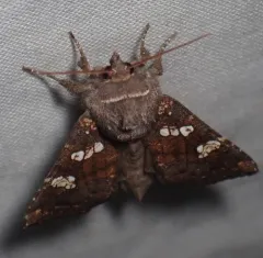 Meadow Rue Borer Moth thumbnail 3
