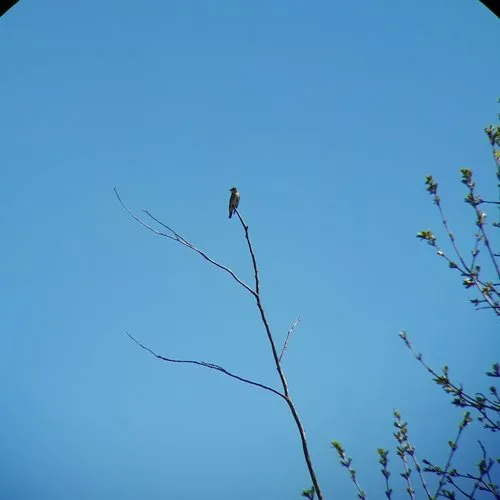 Olive-sided Flycatcher