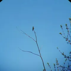 Olive-sided Flycatcher thumbnail 1