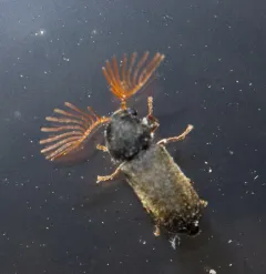 Ptilinus ruficornis thumbnail 3