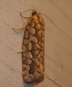Cockerell's Moth thumbnail 3