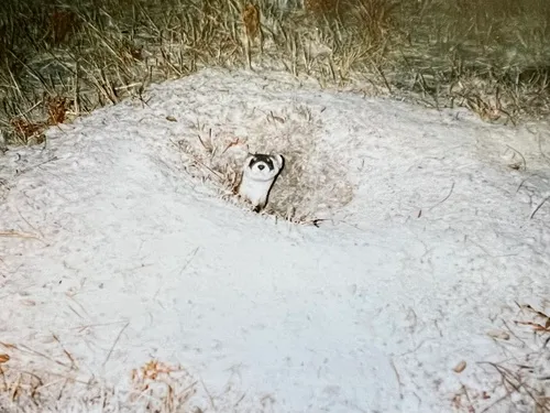Black-footed Ferret