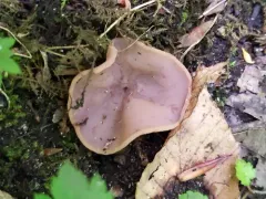 Paragalactinia michelii thumbnail 3