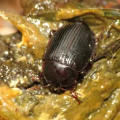 Necrophilus hydrophiloides thumbnail 3